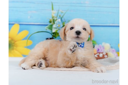 成約済の神奈川県のマルプー:マルチーズ×トイプードル-345151の3枚目