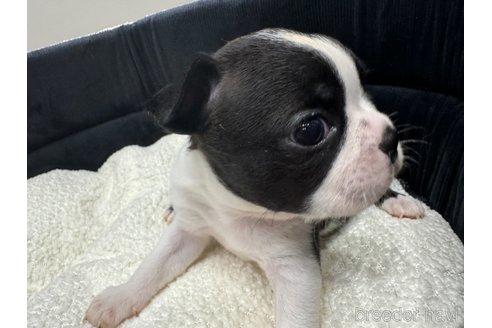 成約済の静岡県のボストンテリア-343150の2枚目