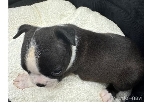 成約済の静岡県のボストンテリア-343150の3枚目