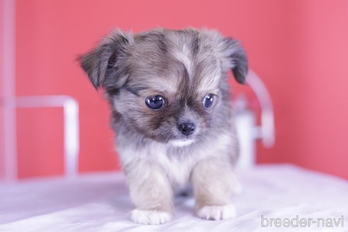 成約済の愛知県のチワワ(ロングコート)-341050の2枚目