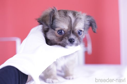 成約済の愛知県のチワワ(ロングコート)-341050の3枚目