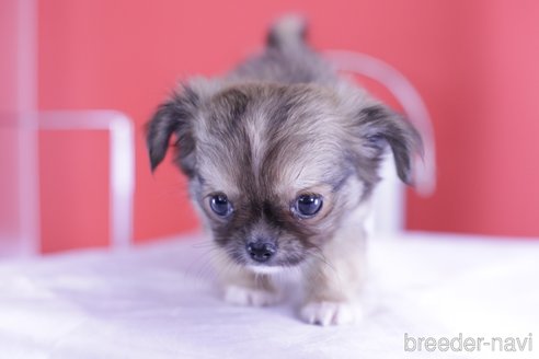 成約済の愛知県のチワワ(ロングコート)-341050の4枚目