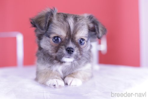 成約済の愛知県のチワワ(ロングコート)-341050の1枚目