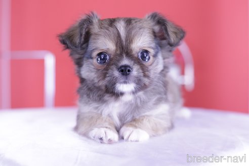 成約済の愛知県のチワワ(ロングコート)-341050の5枚目