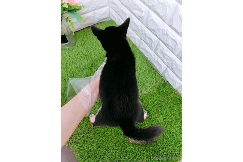 成約済の岡山県の豆柴-345183の2枚目