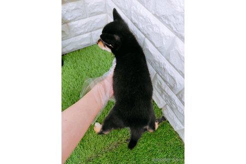 成約済の岡山県の豆柴-345185の4枚目