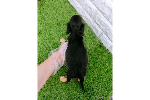 成約済の岡山県のミニチュアダックスフンド(ロングヘアード)-345193の5枚目
