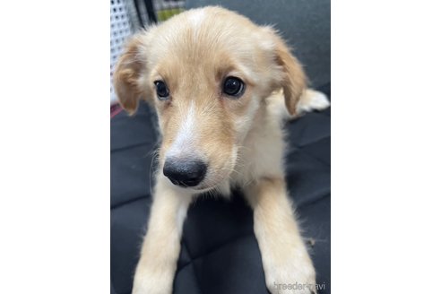 成約済の福岡県のミックス犬-345790の1枚目