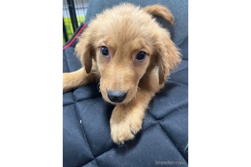 成約済の福岡県のミックス犬-345790の2枚目