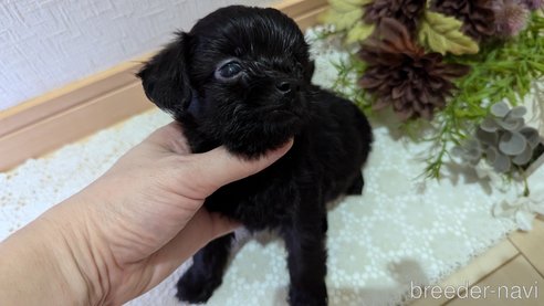 成約済の広島県のチワプー:チワワ×トイプードル-341212の86枚目