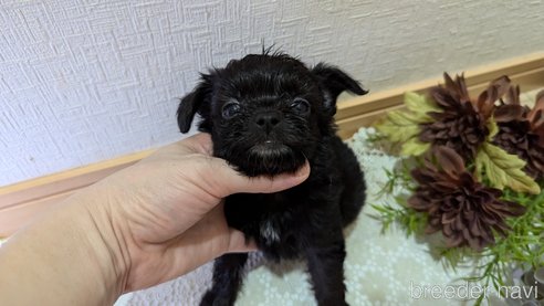 成約済の広島県のチワプー:チワワ×トイプードル-341209の69枚目