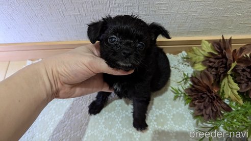 成約済の広島県のチワプー:チワワ×トイプードル-341209の67枚目
