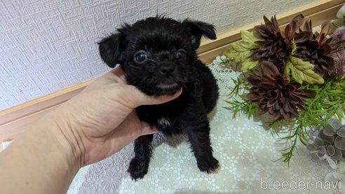 成約済の広島県のチワプー:チワワ×トイプードル-341209の66枚目