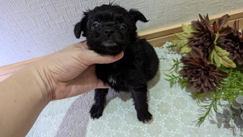 成約済の広島県のチワプー:チワワ×トイプードル-341209の65枚目