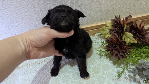 成約済の広島県のチワプー:チワワ×トイプードル-341209の64枚目