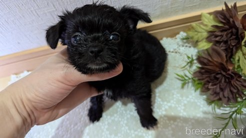 成約済の広島県のチワプー:チワワ×トイプードル-341209の63枚目