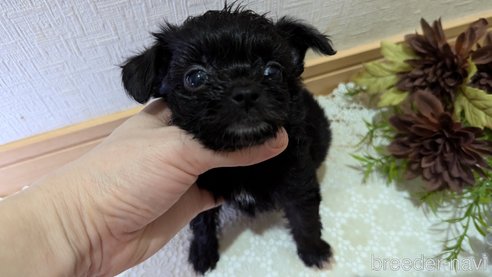 成約済の広島県のチワプー:チワワ×トイプードル-341209の62枚目