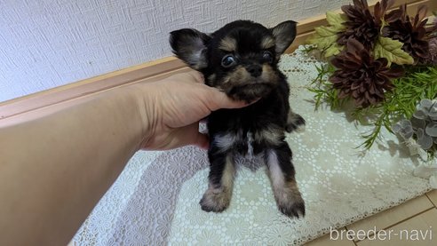 成約済の広島県のチワプー:チワワ×トイプードル-341216の39枚目