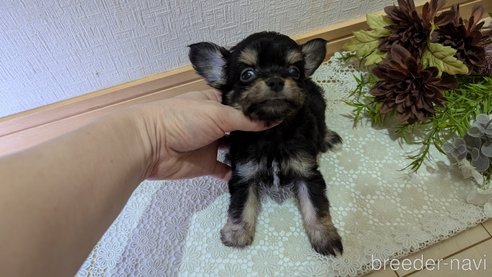 成約済の広島県のチワプー:チワワ×トイプードル-341216の38枚目