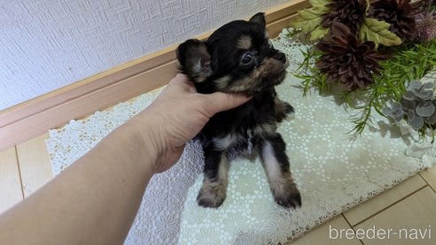 成約済の広島県のチワプー:チワワ×トイプードル-341216の37枚目
