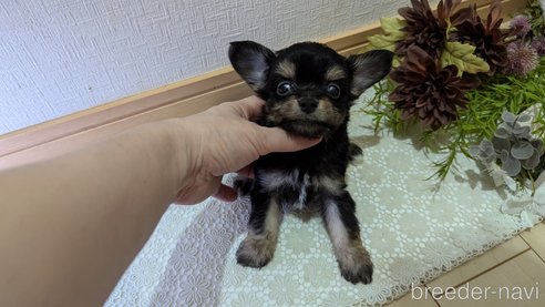 成約済の広島県のチワプー:チワワ×トイプードル-341216の36枚目