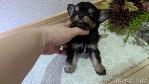 成約済の広島県のチワプー:チワワ×トイプードル-341216の35枚目