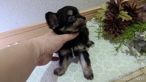 成約済の広島県のチワプー:チワワ×トイプードル-341216の33枚目