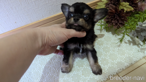 成約済の広島県のチワプー:チワワ×トイプードル-341216の32枚目