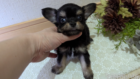 成約済の広島県のチワプー:チワワ×トイプードル-341216の31枚目