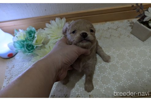 成約済の広島県のチワプー:チワワ×トイプードル-345218の22枚目