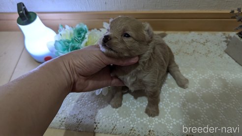 成約済の広島県のチワプー:チワワ×トイプードル-345218の24枚目