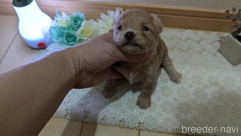 成約済の広島県のチワプー:チワワ×トイプードル-345218の23枚目