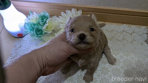 成約済の広島県のチワプー:チワワ×トイプードル-345218の21枚目