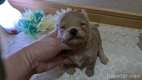 成約済の広島県のチワプー:チワワ×トイプードル-345218の20枚目