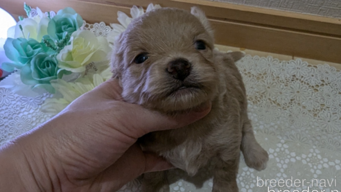 成約済の広島県のチワプー:チワワ×トイプードル-345218の18枚目