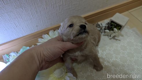 成約済の広島県のチワプー:チワワ×トイプードル-345219の61枚目