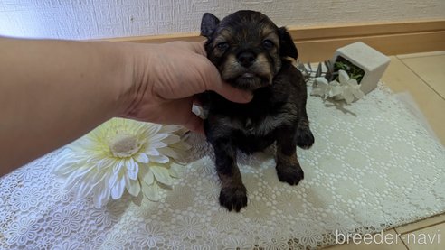 成約済の広島県のチワプー:チワワ×トイプードル-345220の88枚目