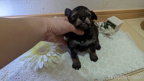 成約済の広島県のチワプー:チワワ×トイプードル-345220の86枚目