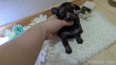 成約済の広島県のチワプー:チワワ×トイプードル-345220の85枚目