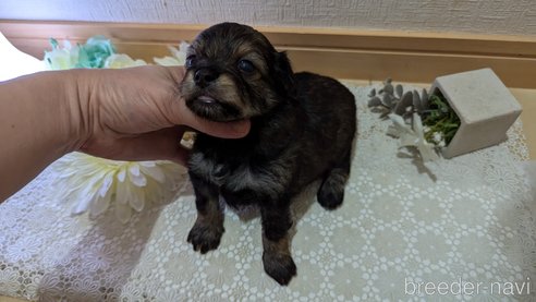 成約済の広島県のチワプー:チワワ×トイプードル-345220の84枚目
