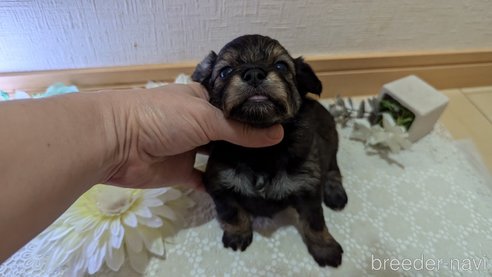 成約済の広島県のチワプー:チワワ×トイプードル-345220の83枚目