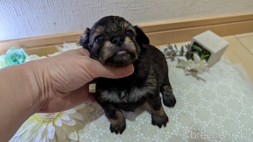 成約済の広島県のチワプー:チワワ×トイプードル-345220の82枚目