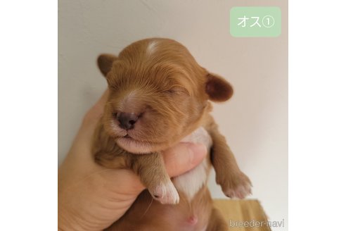 成約済の神奈川県のキャバプー:キャバリア×トイプードル-345493の25枚目