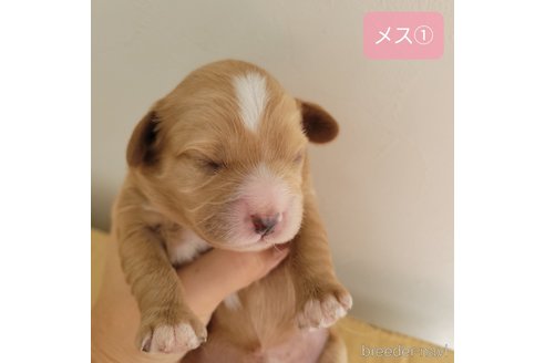 成約済の神奈川県のキャバプー:キャバリア×トイプードル-345493の22枚目