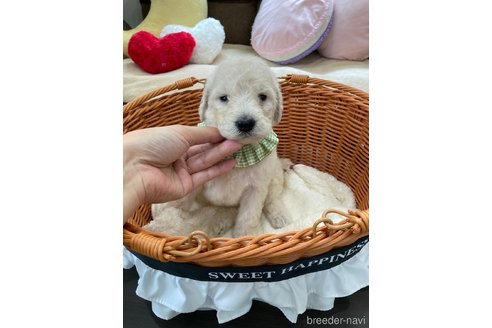 成約済の兵庫県のスタンダードプードル-335606の4枚目