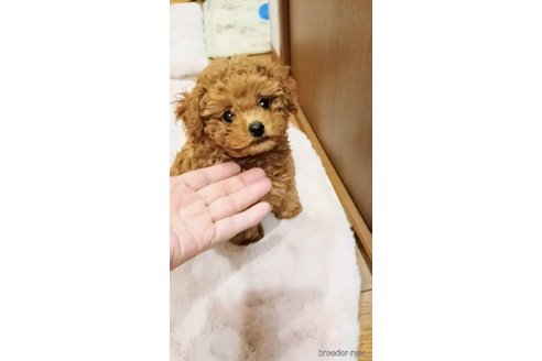 成約済の三重県のティーカッププードル-342611の15枚目