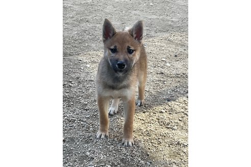 成約済のの柴犬-345257