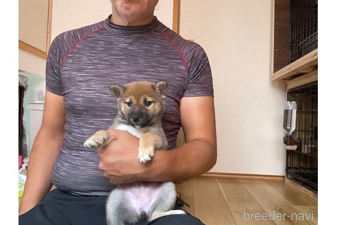 成約済の岡山県の柴犬-345257の5枚目