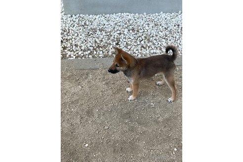 成約済の岡山県の柴犬-345257の6枚目
