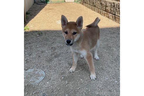 成約済の岡山県の柴犬-345267の5枚目